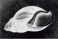 William Henry Fox Talbot: Muschel, um 1841