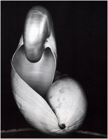Edward Weston: Zwei Muscheln, 1927